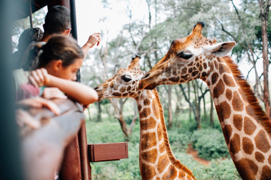 Why Tanzania Should Be Your Next Travel Destination
