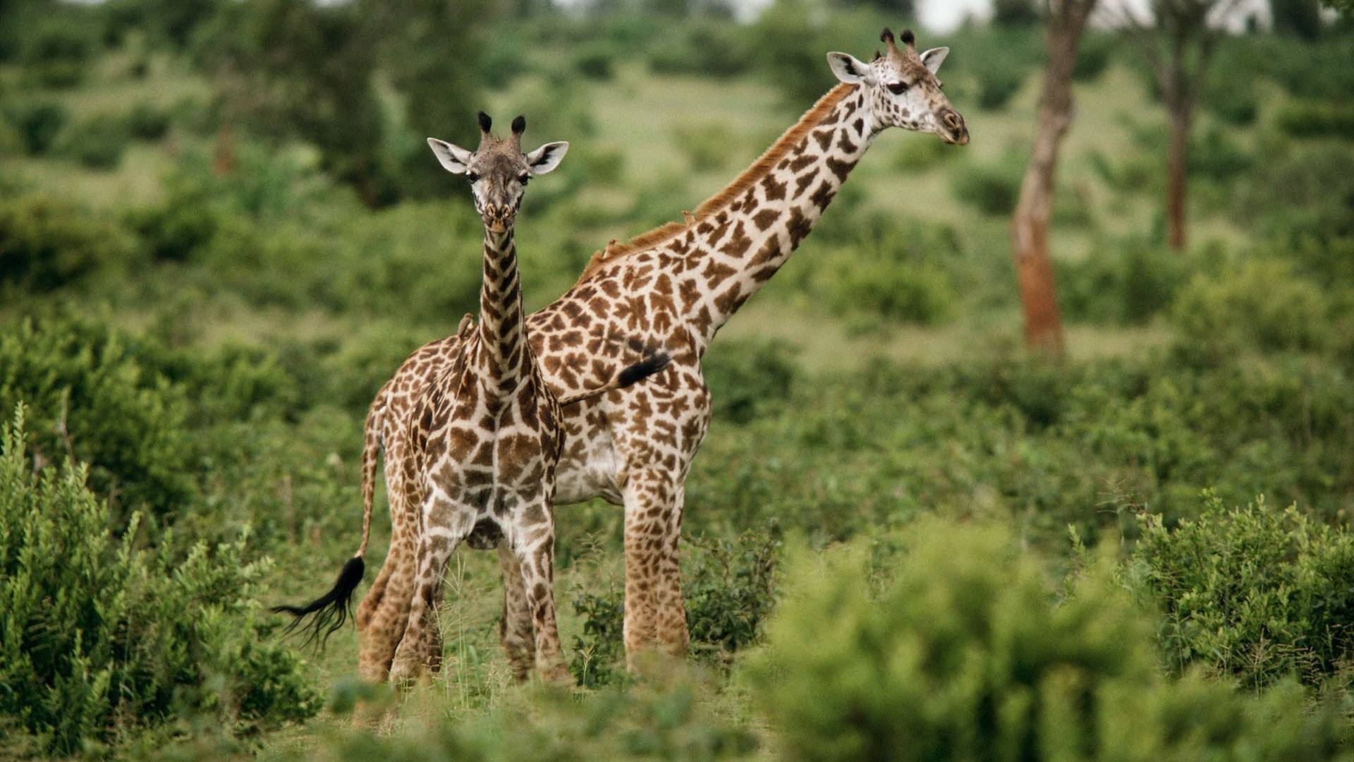 Arusha National Park