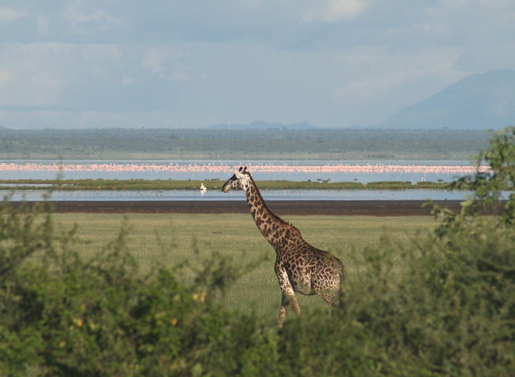 4-Day Tarangire, Lake Manyara & Ngorongoro Mid-Range Safari