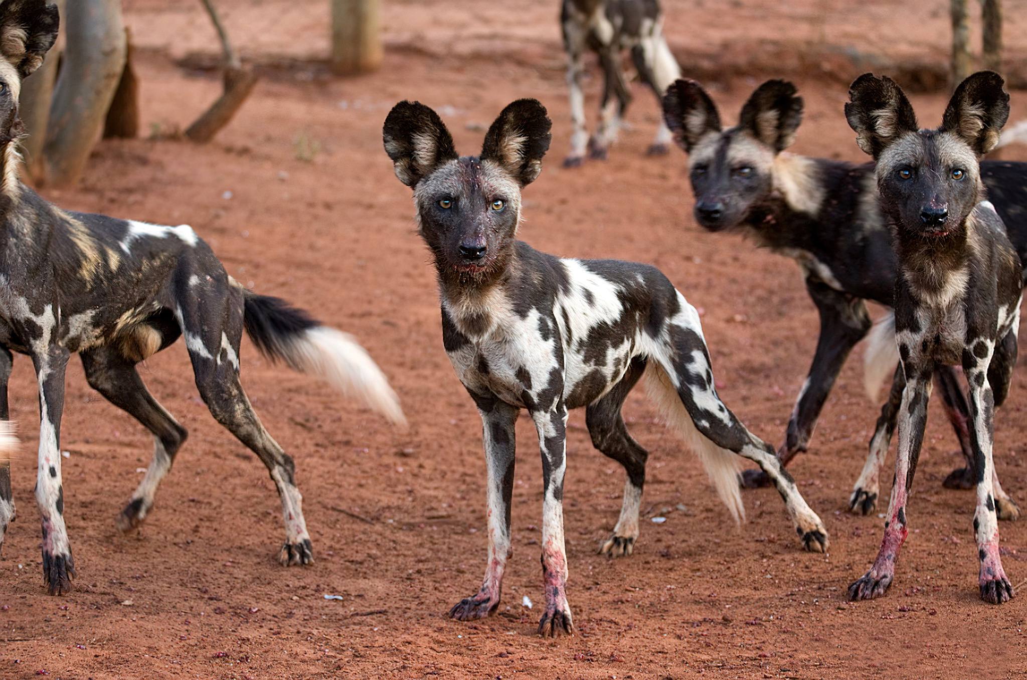 Mkomazi National Park