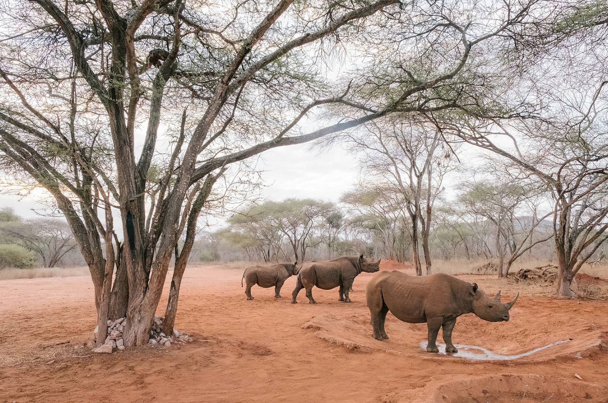 4-Day Mkomazi National Park Safari: A Hidden Gem of Tanzania