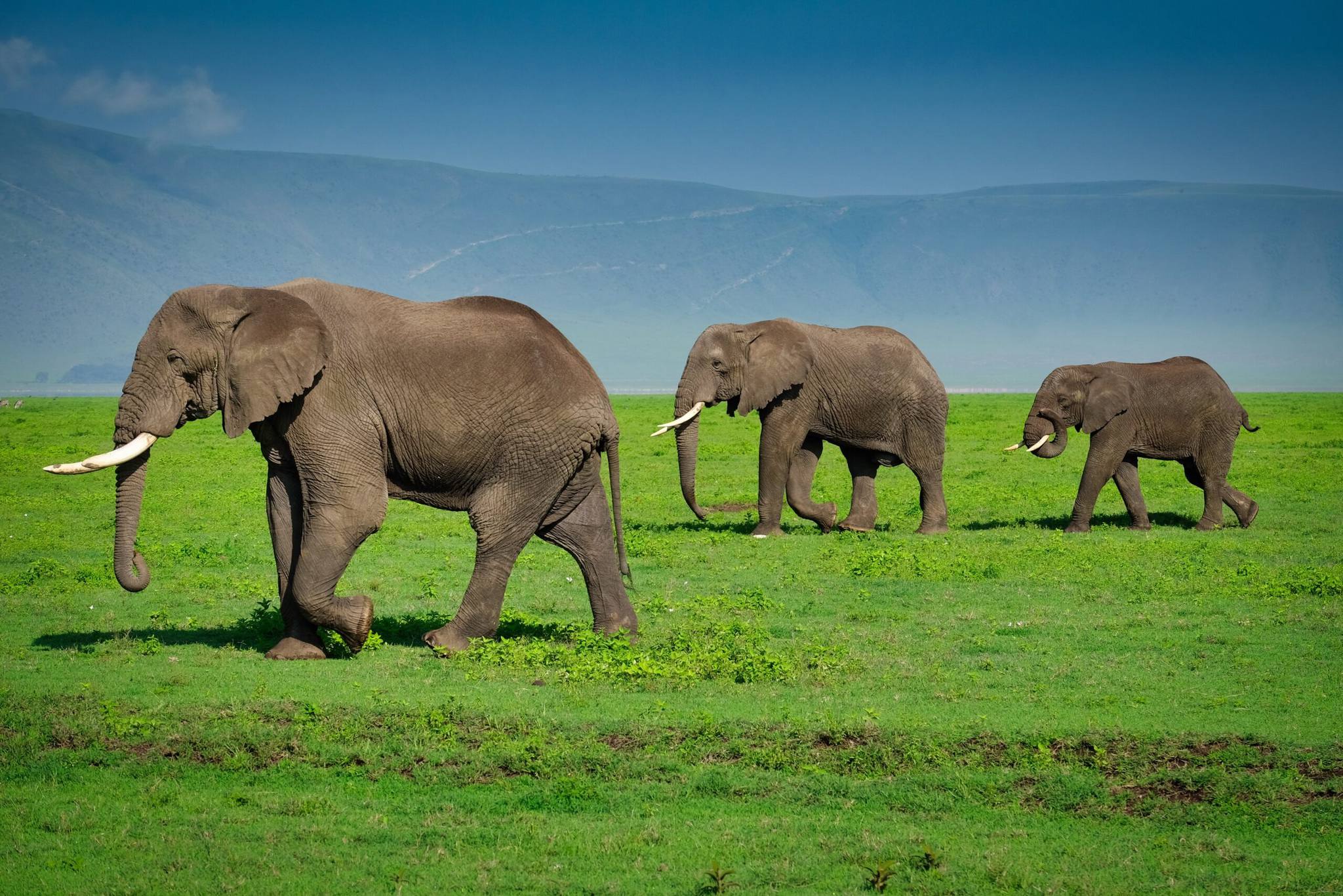Ngorongoro Crater