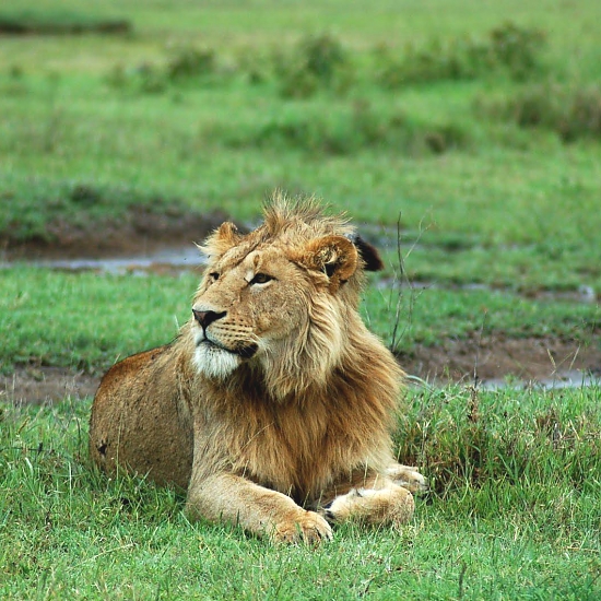Lake Manyara National Park