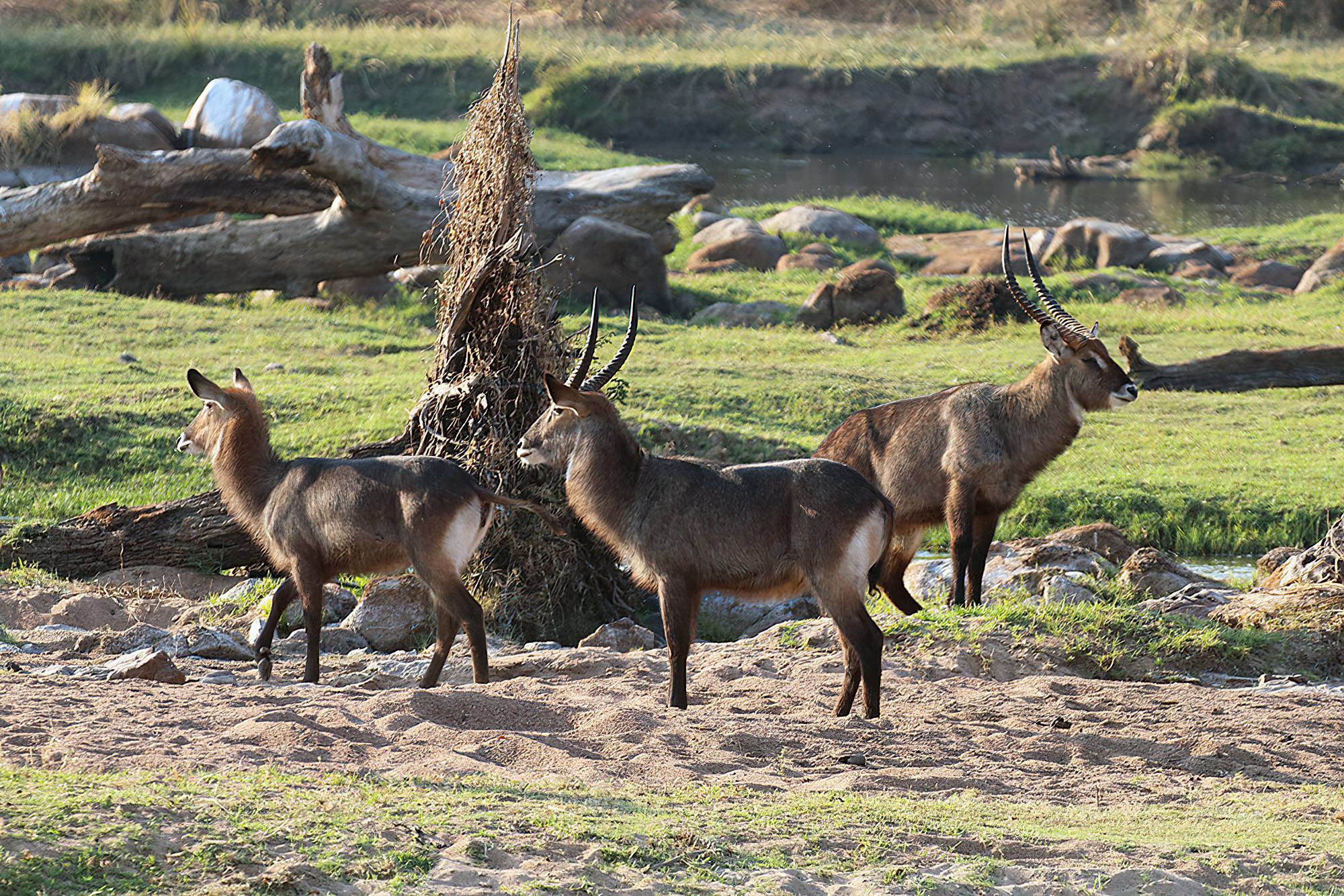 Ruaha National Park