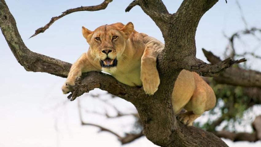 Lake Manyara National Park – The Tree-Climbing Lions