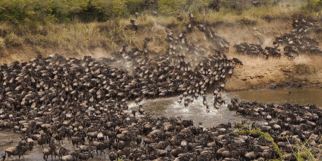 The Great Wildebeest Migration
